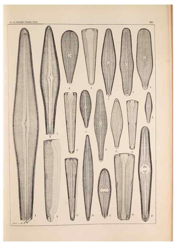 Reproducción/Reproduction 49385593636: Atlas der Diatomaceen-Kunde /. Leipzig :O.R. Reisland,[1874-19.. 