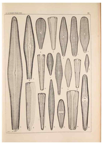 Reproducción/Reproduction 49385593636: Atlas der Diatomaceen-Kunde /. Leipzig :O.R. Reisland,[1874-19.. 