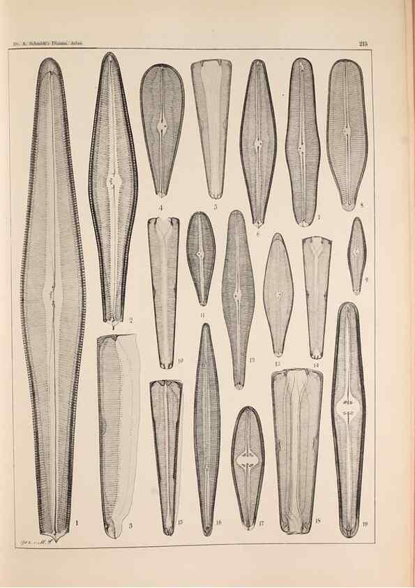 Reproducción/Reproduction 49385593636: Atlas der Diatomaceen-Kunde /. Leipzig :O.R. Reisland,[1874-19.. 