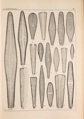Reproducción/Reproduction 49385593636: Atlas der Diatomaceen-Kunde /. Leipzig :O.R. Reisland,[1874-19.. 