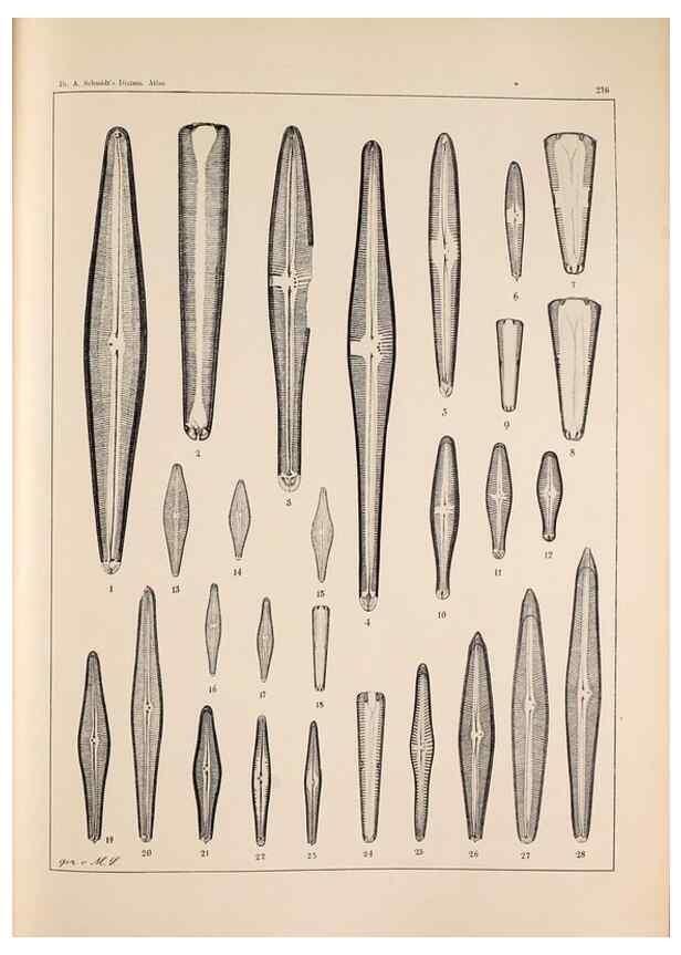 Reproducción/Reproduction 49385594001: Atlas der Diatomaceen-Kunde /. Leipzig :O.R. Reisland,[1874-19.. 