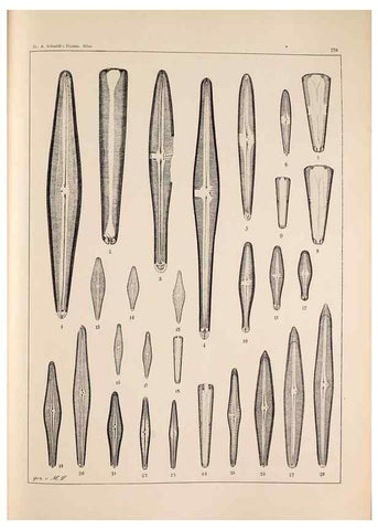 Reproducción/Reproduction 49385594001: Atlas der Diatomaceen-Kunde /. Leipzig :O.R. Reisland,[1874-19.. 