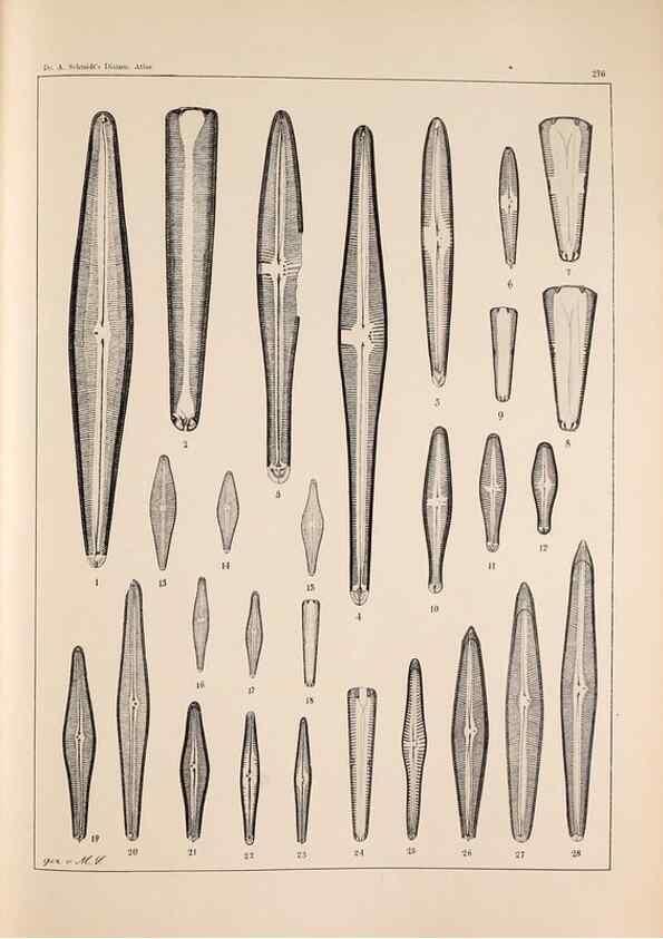 Reproducción/Reproduction 49385594001: Atlas der Diatomaceen-Kunde /. Leipzig :O.R. Reisland,[1874-19.. 