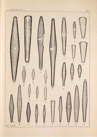 Reproducción/Reproduction 49385594001: Atlas der Diatomaceen-Kunde /. Leipzig :O.R. Reisland,[1874-19.. 