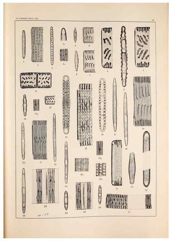 Reproducción/Reproduction 49385793087: Atlas der Diatomaceen-Kunde /. Leipzig :O.R. Reisland,[1874-19.. 