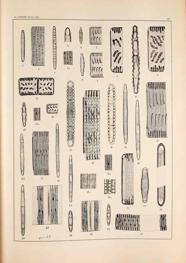 Reproducción/Reproduction 49385793087: Atlas der Diatomaceen-Kunde /. Leipzig :O.R. Reisland,[1874-19.. 