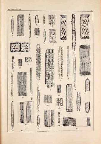 Reproducción/Reproduction 49385793087: Atlas der Diatomaceen-Kunde /. Leipzig :O.R. Reisland,[1874-19.. 