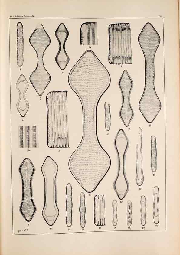 Reproducción/Reproduction 49385127763: Atlas der Diatomaceen-Kunde /. Leipzig :O.R. Reisland,[1874-19.. 
