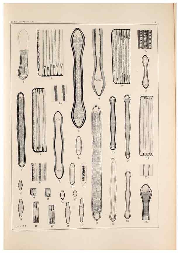 Reproducción/Reproduction 49385595186: Atlas der Diatomaceen-Kunde /. Leipzig :O.R. Reisland,[1874-19.. 