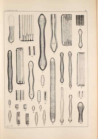 Reproducción/Reproduction 49385595186: Atlas der Diatomaceen-Kunde /. Leipzig :O.R. Reisland,[1874-19.. 
