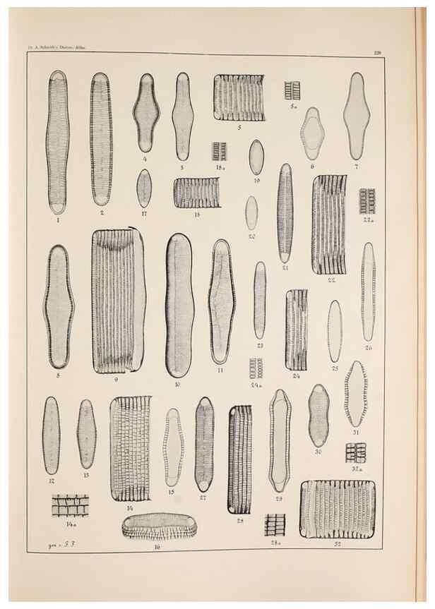Reproducción/Reproduction 49385595656: Atlas der Diatomaceen-Kunde /. Leipzig :O.R. Reisland,[1874-19.. 