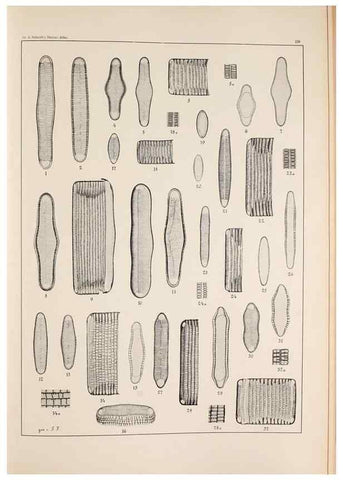 Reproducción/Reproduction 49385595656: Atlas der Diatomaceen-Kunde /. Leipzig :O.R. Reisland,[1874-19.. 