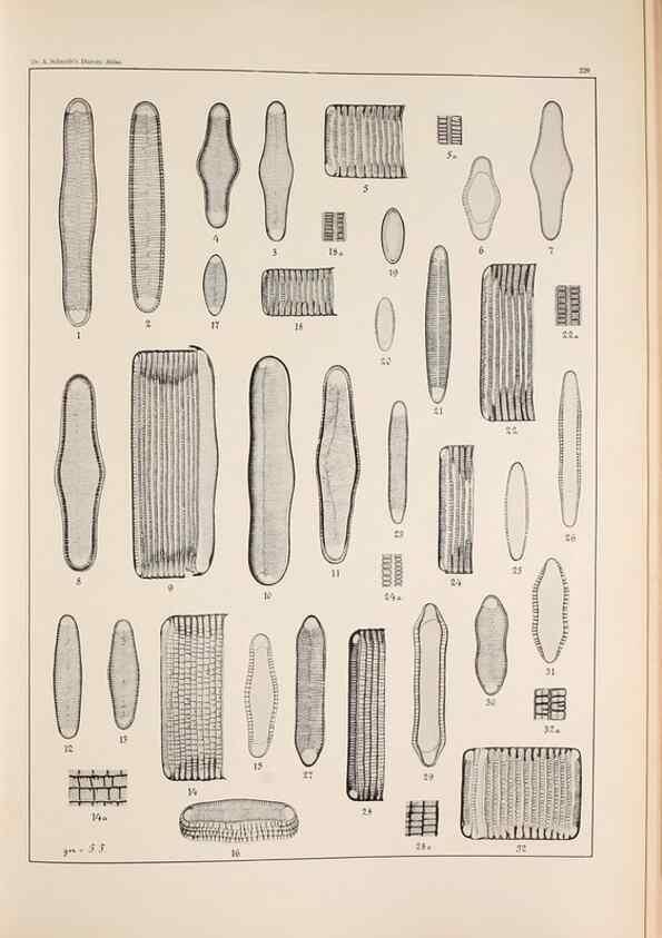 Reproducción/Reproduction 49385595656: Atlas der Diatomaceen-Kunde /. Leipzig :O.R. Reisland,[1874-19.. 