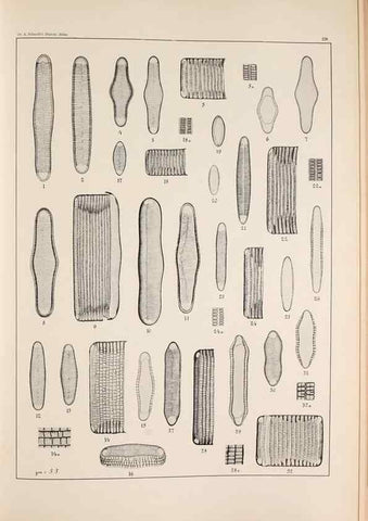 Reproducción/Reproduction 49385595656: Atlas der Diatomaceen-Kunde /. Leipzig :O.R. Reisland,[1874-19.. 