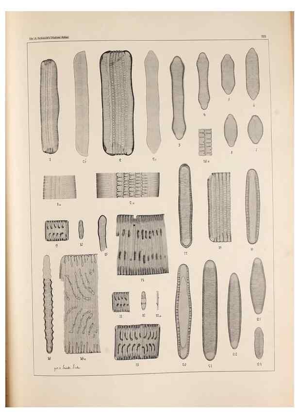 Reproducción/Reproduction 49385794752: Atlas der Diatomaceen-Kunde /. Leipzig :O.R. Reisland,[1874-19.. 