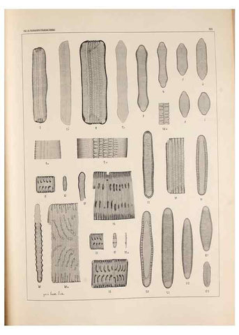 Reproducción/Reproduction 49385794752: Atlas der Diatomaceen-Kunde /. Leipzig :O.R. Reisland,[1874-19.. 