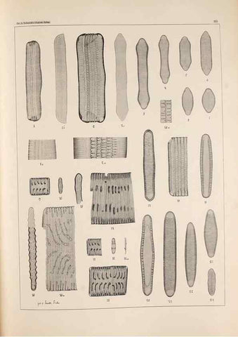 Reproducción/Reproduction 49385794752: Atlas der Diatomaceen-Kunde /. Leipzig :O.R. Reisland,[1874-19.. 