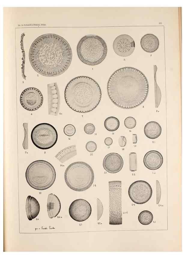 Reproducción/Reproduction 49385795777: Atlas der Diatomaceen-Kunde /. Leipzig :O.R. Reisland,[1874-19.. 