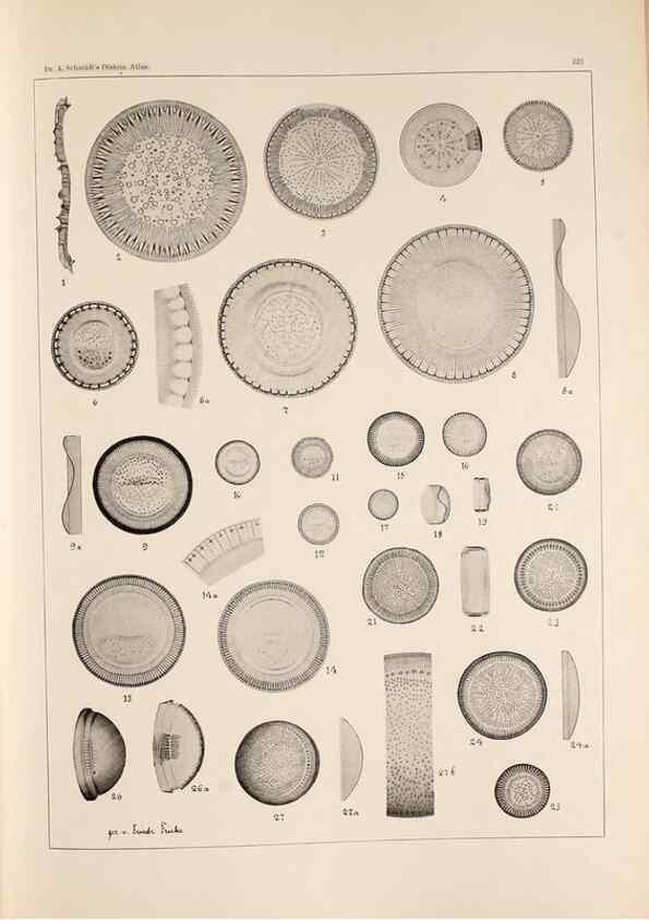 Reproducción/Reproduction 49385795777: Atlas der Diatomaceen-Kunde /. Leipzig :O.R. Reisland,[1874-19.. 