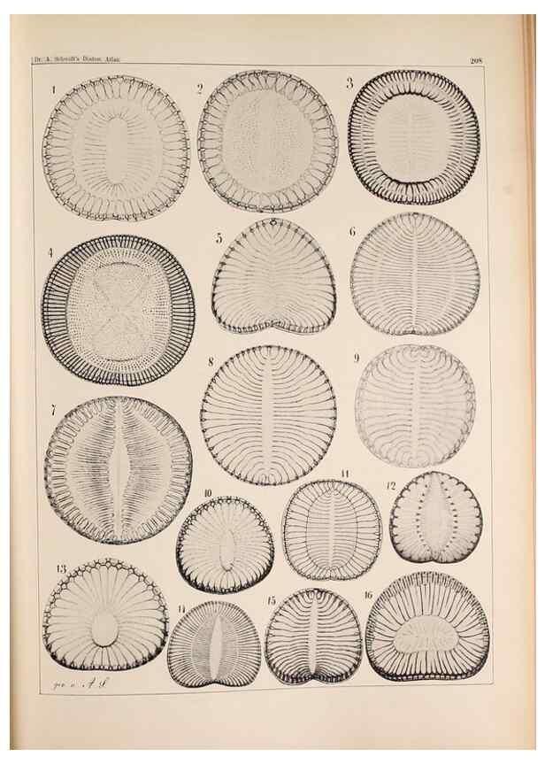 Reproducción/Reproduction 49385591466: Atlas der Diatomaceen-Kunde /. Leipzig :O.R. Reisland,[1874-19.. 