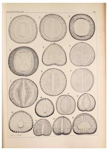 Reproducción/Reproduction 49385591466: Atlas der Diatomaceen-Kunde /. Leipzig :O.R. Reisland,[1874-19.. 