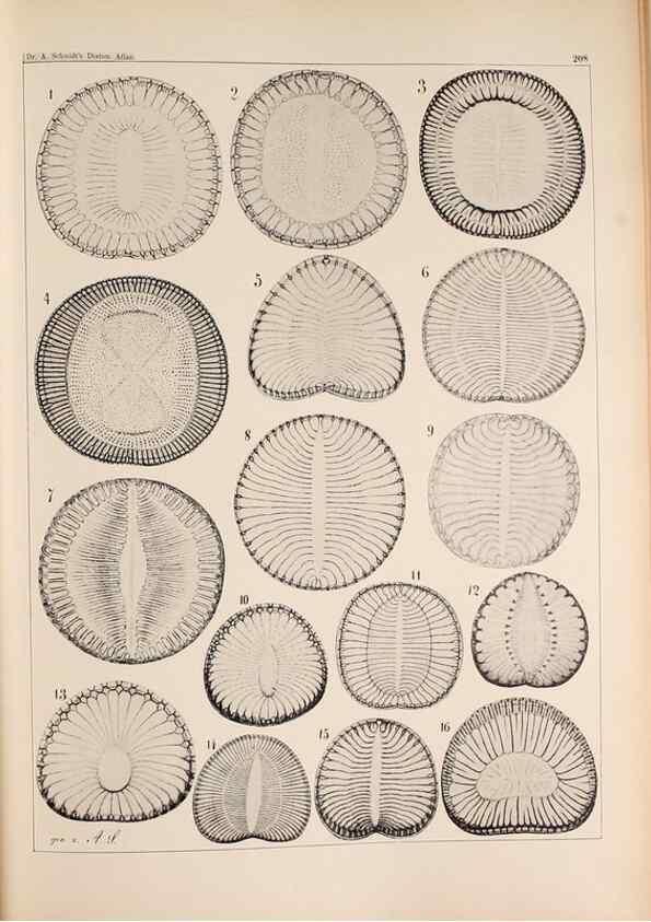 Reproducción/Reproduction 49385591466: Atlas der Diatomaceen-Kunde /. Leipzig :O.R. Reisland,[1874-19.. 