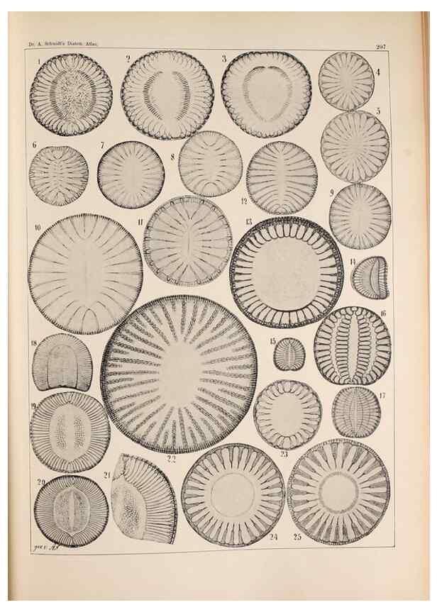 Reproducción/Reproduction 49385591081: Atlas der Diatomaceen-Kunde /. Leipzig :O.R. Reisland,[1874-19.. 