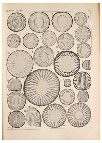 Reproducción/Reproduction 49385591081: Atlas der Diatomaceen-Kunde /. Leipzig :O.R. Reisland,[1874-19.. 