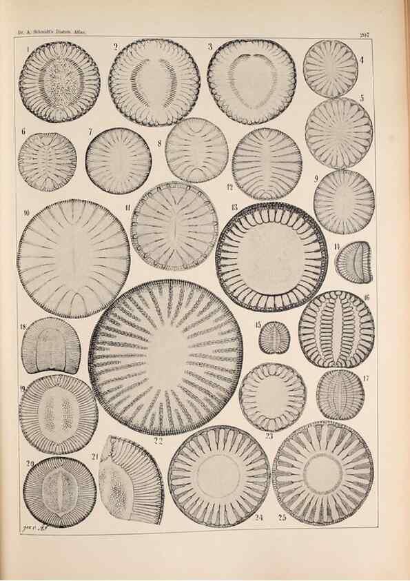 Reproducción/Reproduction 49385591081: Atlas der Diatomaceen-Kunde /. Leipzig :O.R. Reisland,[1874-19.. 