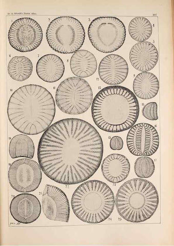 Reproducción/Reproduction 49385591081: Atlas der Diatomaceen-Kunde /. Leipzig :O.R. Reisland,[1874-19.. 