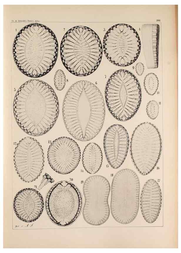 Reproducción/Reproduction 49385789547: Atlas der Diatomaceen-Kunde /. Leipzig :O.R. Reisland,[1874-19.. 