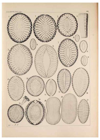 Reproducción/Reproduction 49385789547: Atlas der Diatomaceen-Kunde /. Leipzig :O.R. Reisland,[1874-19.. 