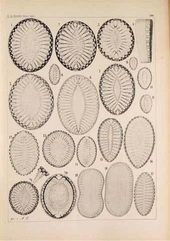Reproducción/Reproduction 49385789547: Atlas der Diatomaceen-Kunde /. Leipzig :O.R. Reisland,[1874-19.. 