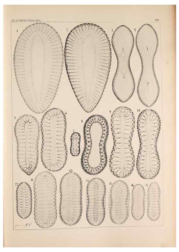 Reproducción/Reproduction 49385123858: Atlas der Diatomaceen-Kunde /. Leipzig :O.R. Reisland,[1874-19.. 
