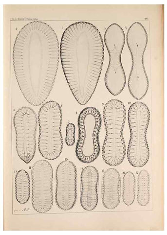 Reproducción/Reproduction 49385123858: Atlas der Diatomaceen-Kunde /. Leipzig :O.R. Reisland,[1874-19.. 
