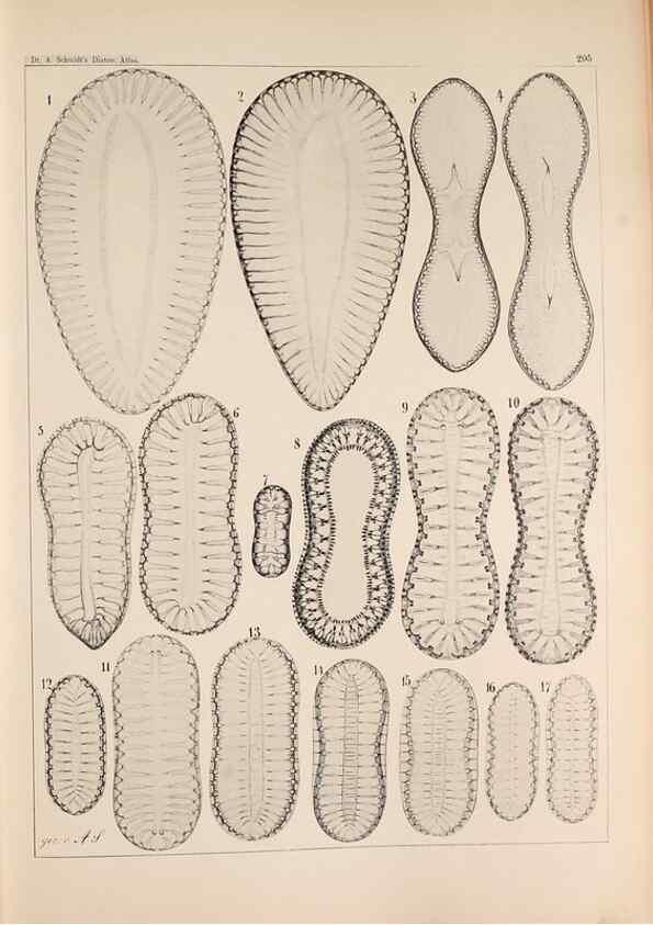 Reproducción/Reproduction 49385123858: Atlas der Diatomaceen-Kunde /. Leipzig :O.R. Reisland,[1874-19.. 