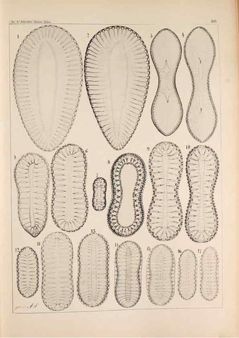 Reproducción/Reproduction 49385123858: Atlas der Diatomaceen-Kunde /. Leipzig :O.R. Reisland,[1874-19.. 