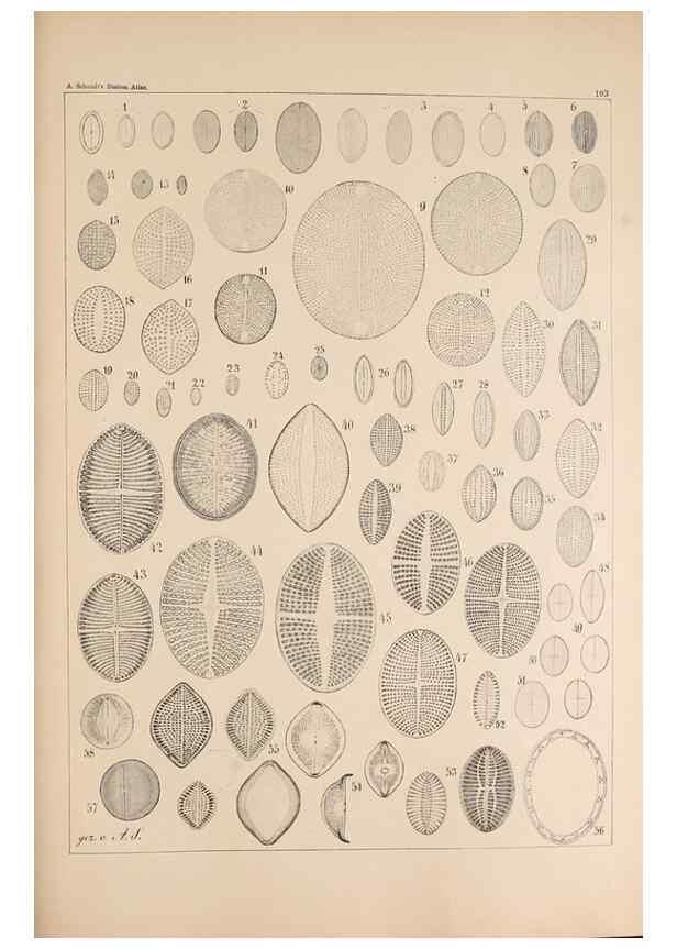 Reproducción/Reproduction 49385785282: Atlas der Diatomaceen-Kunde /. Leipzig :O.R. Reisland,[1874-19.. 