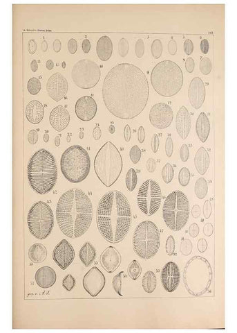 Reproducción/Reproduction 49385785282: Atlas der Diatomaceen-Kunde /. Leipzig :O.R. Reisland,[1874-19.. 