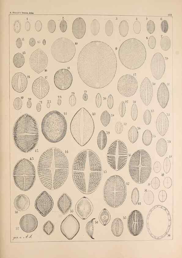 Reproducción/Reproduction 49385785282: Atlas der Diatomaceen-Kunde /. Leipzig :O.R. Reisland,[1874-19.. 
