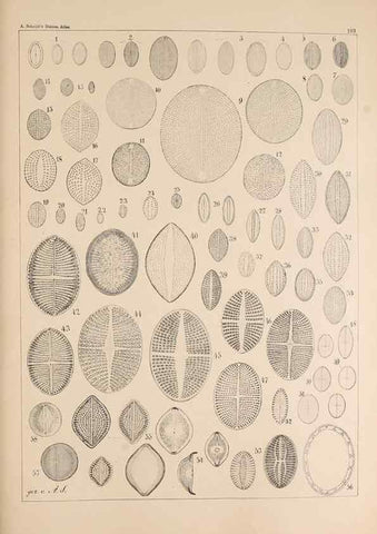 Reproducción/Reproduction 49385785282: Atlas der Diatomaceen-Kunde /. Leipzig :O.R. Reisland,[1874-19.. 