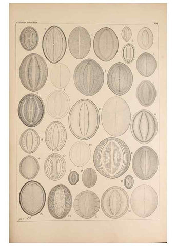 Reproducción/Reproduction 49385586746: Atlas der Diatomaceen-Kunde /. Leipzig :O.R. Reisland,[1874-19.. 