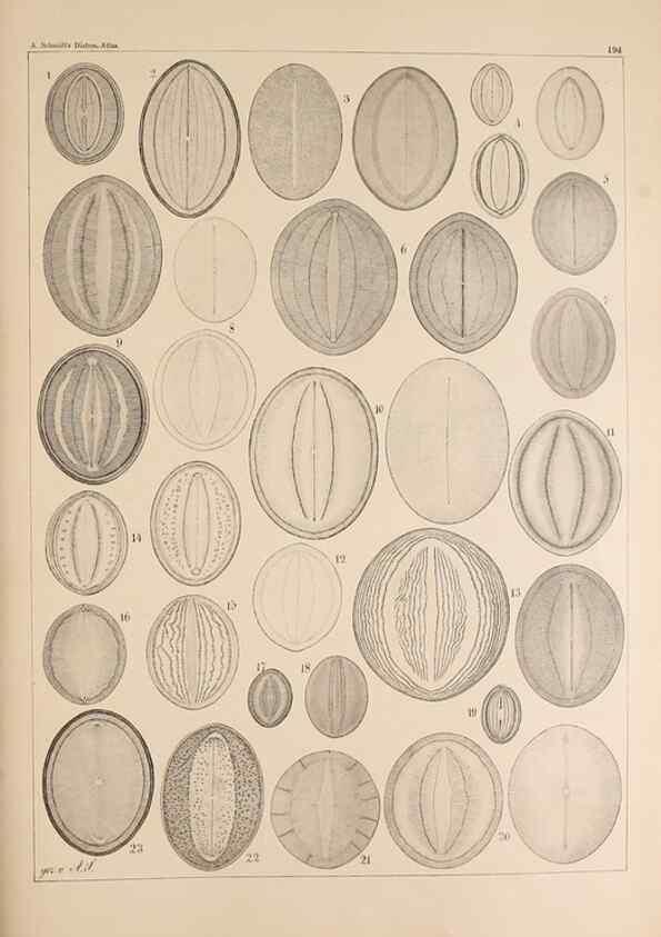 Reproducción/Reproduction 49385586746: Atlas der Diatomaceen-Kunde /. Leipzig :O.R. Reisland,[1874-19.. 