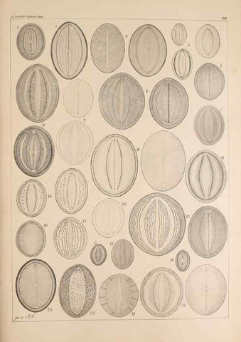 Reproducción/Reproduction 49385586746: Atlas der Diatomaceen-Kunde /. Leipzig :O.R. Reisland,[1874-19.. 
