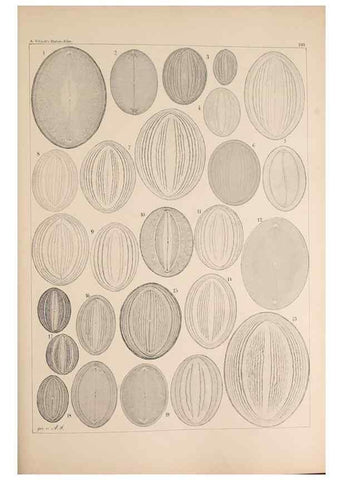 Reproducción/Reproduction 49385120648: Atlas der Diatomaceen-Kunde /. Leipzig :O.R. Reisland,[1874-19.. 