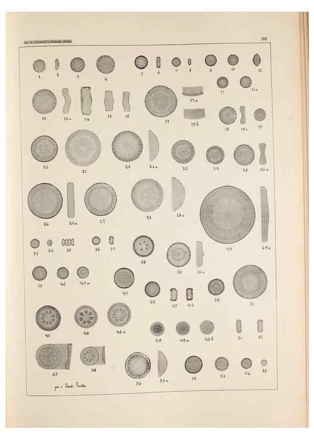 Reproducción/Reproduction 49385597286: Atlas der Diatomaceen-Kunde /. Leipzig :O.R. Reisland,[1874-19.. 