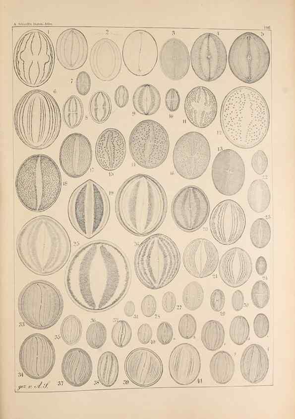 Reproducción/Reproduction 49385786172: Atlas der Diatomaceen-Kunde /. Leipzig :O.R. Reisland,[1874-19.. 
