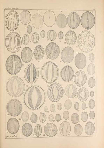 Reproducción/Reproduction 49385786172: Atlas der Diatomaceen-Kunde /. Leipzig :O.R. Reisland,[1874-19.. 