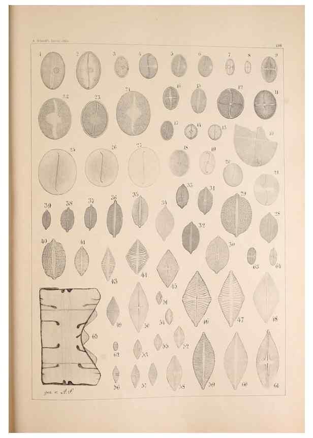 Reproducción/Reproduction 49385786867: Atlas der Diatomaceen-Kunde /. Leipzig :O.R. Reisland,[1874-19.. 