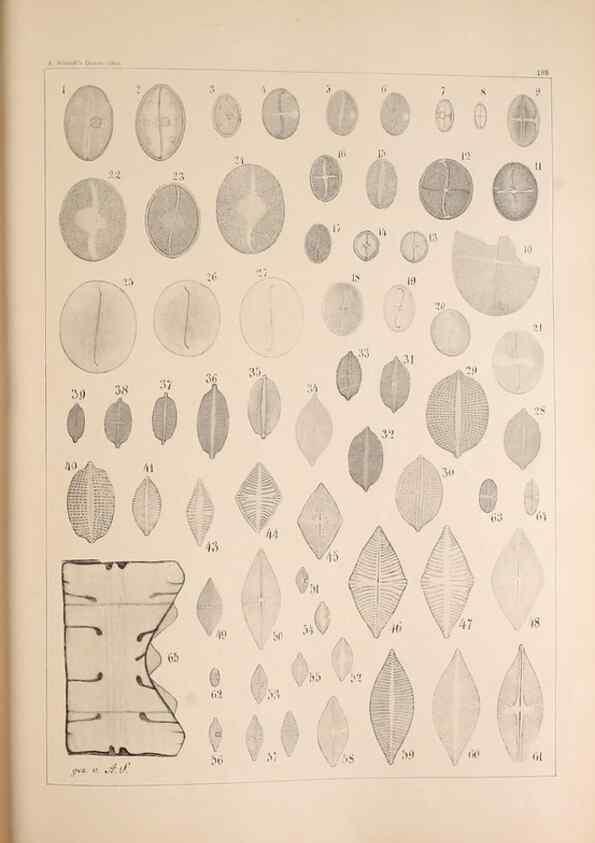 Reproducción/Reproduction 49385786867: Atlas der Diatomaceen-Kunde /. Leipzig :O.R. Reisland,[1874-19.. 